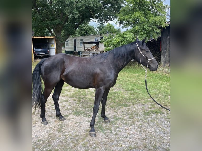 Quarter Pony Gelding 3 years 13,3 hh Black in Banzkow
