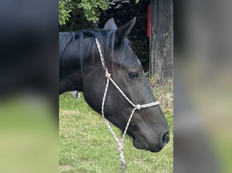 Quarter Pony Gelding 3 years 13,3 hh Black in Banzkow