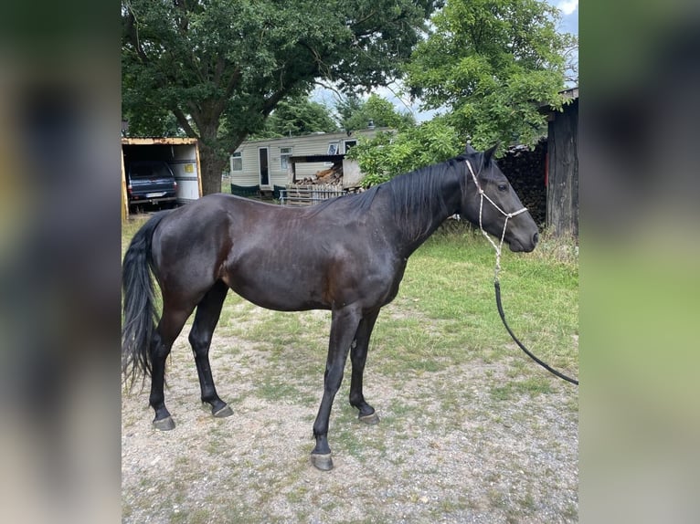 Quarter Pony Gelding 3 years 13,3 hh Black in Banzkow