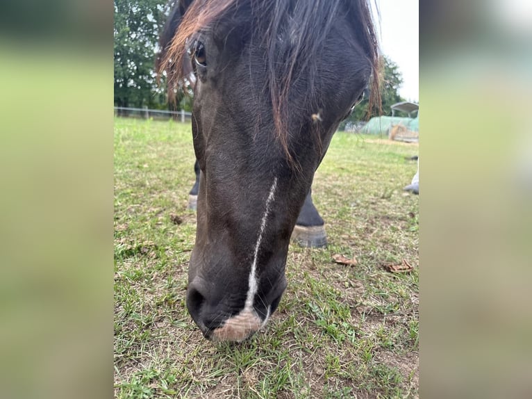 Quarter Pony Gelding 3 years 13,3 hh Black in Banzkow