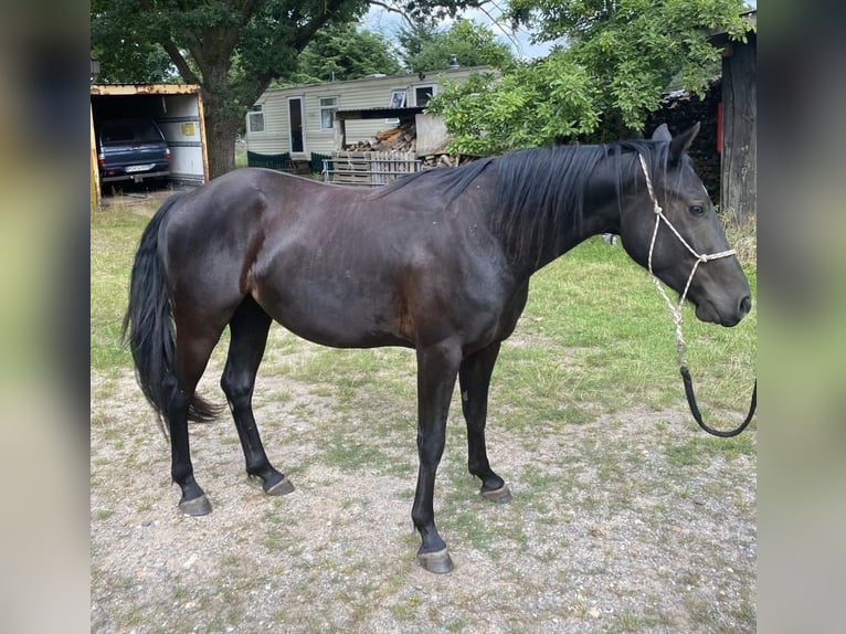 Quarter Pony Gelding 3 years 13,3 hh Black in Banzkow