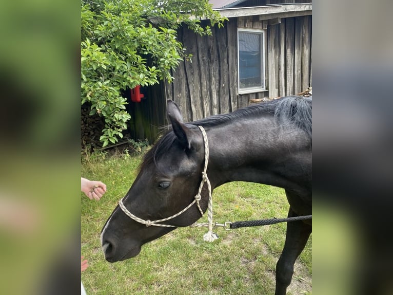 Quarter Pony Gelding 3 years 13,3 hh Black in Banzkow