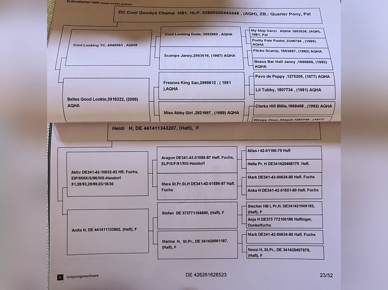 Quarter Pony Mix Gelding 3 years 14.2 hh Chestnut-Red in Ahaus