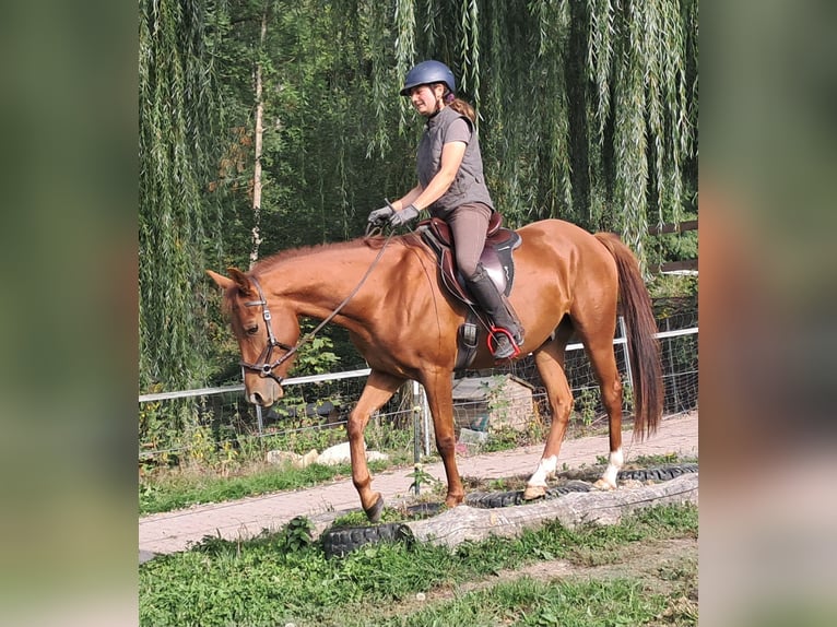 Quarter Pony Gelding 3 years 14.3 hh Chestnut-Red in Bayerbach