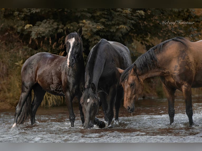 Quarter Pony Mix Gelding 3 years 14 hh Black in Bad Salzdetfurth