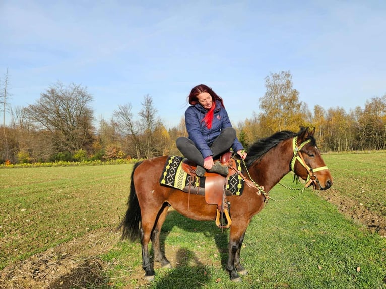 Quarter Pony Mix Gelding 3 years 14,1 hh Brown in Linkenbach