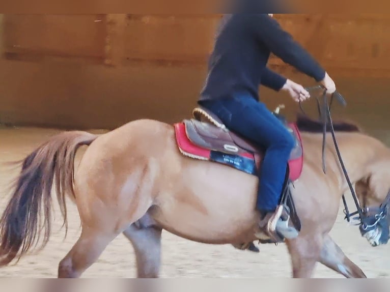 Quarter Pony Gelding 3 years 14,1 hh Red Dun in Innsbruck