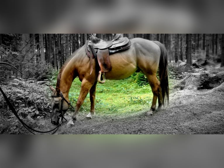 Quarter Pony Gelding 3 years 14,1 hh Red Dun in Innsbruck