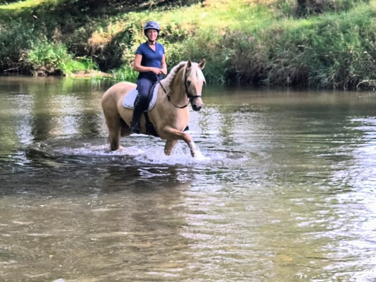 Quarter Pony Gelding 3 years 15.1 hh Palomino in Leszno Dolne