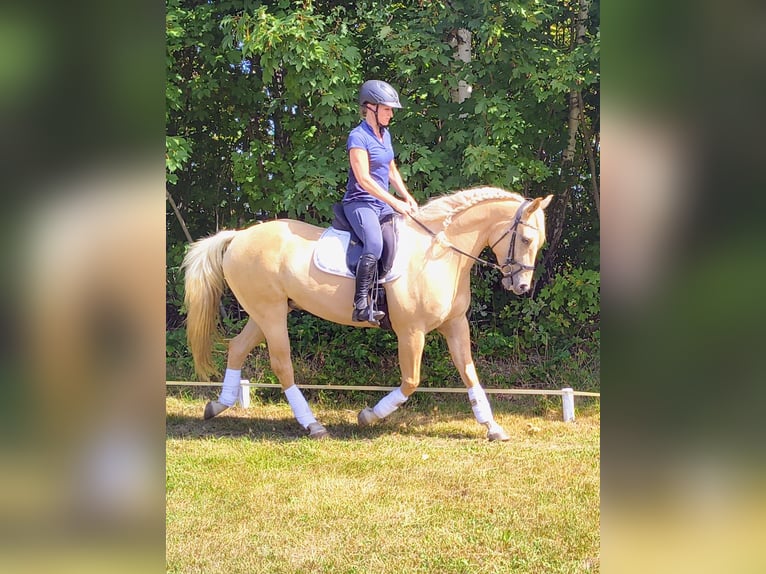 Quarter Pony Gelding 3 years 15.1 hh Palomino in Leszno Dolne