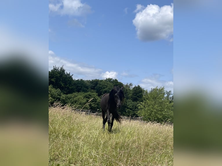 Quarter Pony Mix Gelding 3 years 15,1 hh Black in Essen