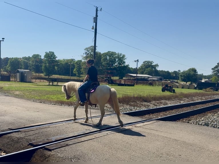Quarter Pony Gelding 4 years 12 hh Cremello in Bloomburg