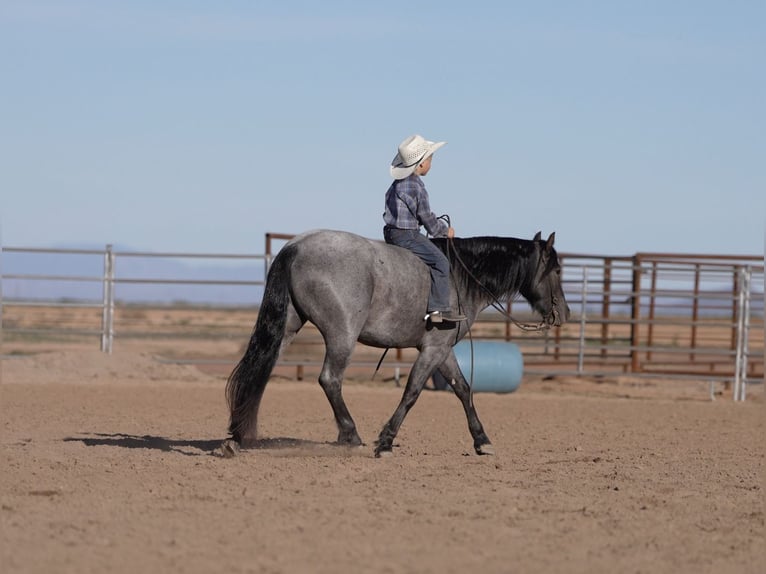 Quarter Pony Gelding 4 years 13.3 hh Roan-Blue in Aguila