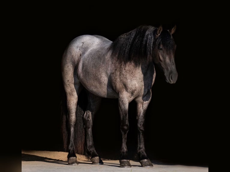 Quarter Pony Gelding 4 years 13.3 hh Roan-Blue in Aguila