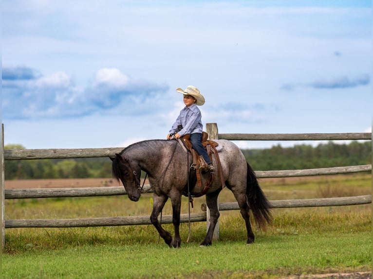 Quarter Pony Gelding 4 years 13.3 hh Roan-Blue in Aguila