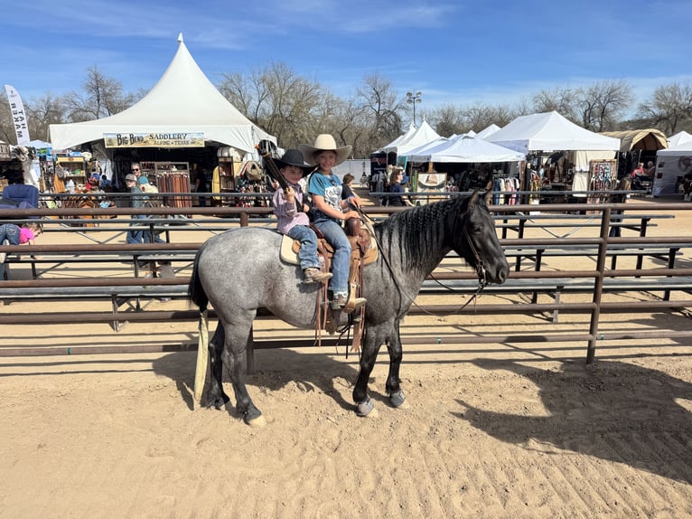 Quarter Pony Gelding 4 years 13.3 hh Roan-Blue in Aguila