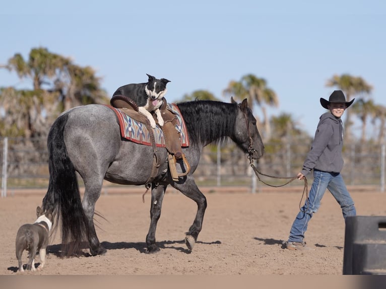 Quarter Pony Gelding 4 years 13.3 hh Roan-Blue in Aguila