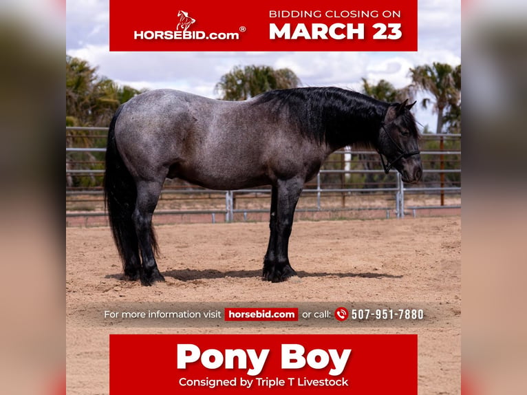 Quarter Pony Gelding 4 years 13.3 hh Roan-Blue in Aguila