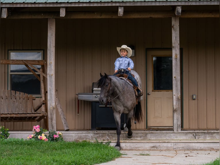 Quarter Pony Gelding 4 years 13.3 hh Roan-Blue in Aguila