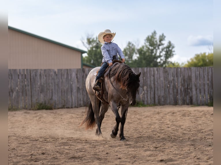 Quarter Pony Gelding 4 years 13.3 hh Roan-Blue in Aguila
