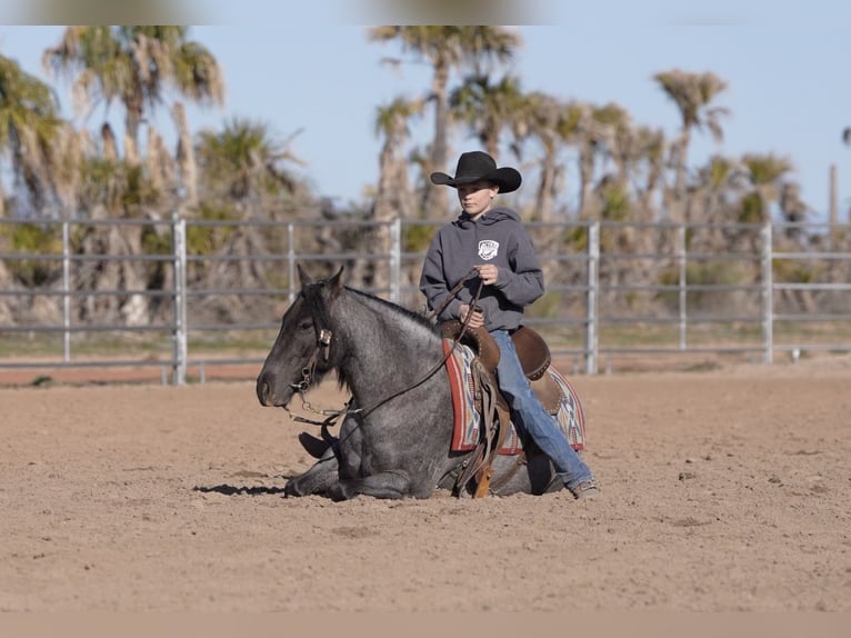 Quarter Pony Gelding 4 years 13.3 hh Roan-Blue in Aguila