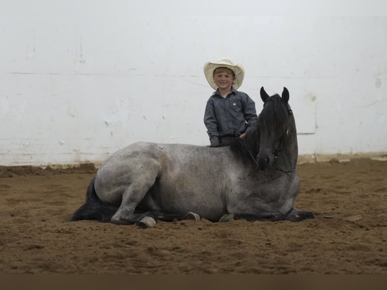 Quarter Pony Gelding 4 years 13.3 hh Roan-Blue in Aguila