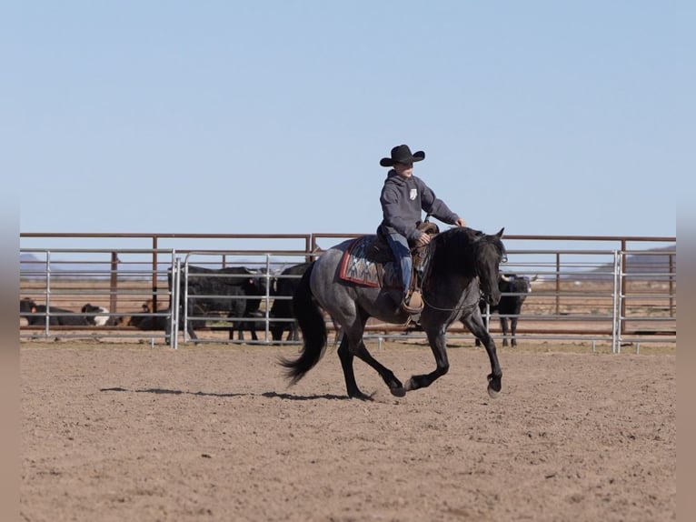 Quarter Pony Gelding 4 years 13.3 hh Roan-Blue in Aguila