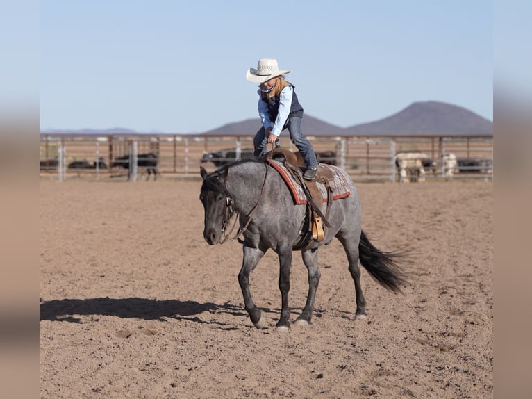 Quarter Pony Gelding 4 years 13.3 hh Roan-Blue in Aguila