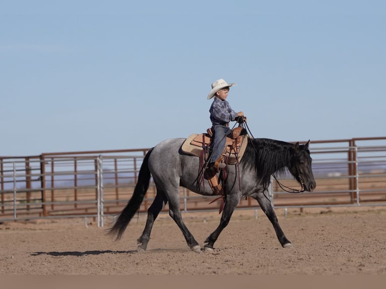 Quarter Pony Gelding 4 years 13.3 hh Roan-Blue in Aguila