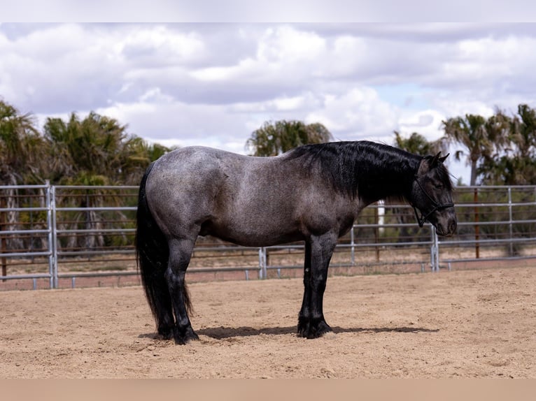Quarter Pony Gelding 4 years 13.3 hh Roan-Blue in Aguila