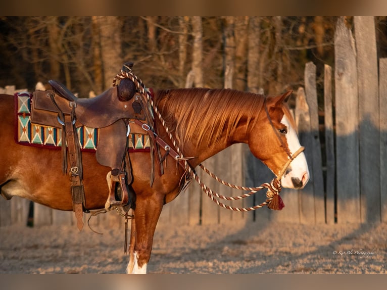 Quarter Pony Gelding 4 years 13,3 hh Sorrel in Purdy, MO