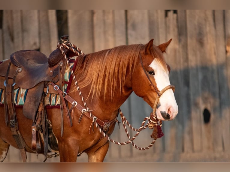 Quarter Pony Gelding 4 years 13,3 hh Sorrel in Purdy, MO