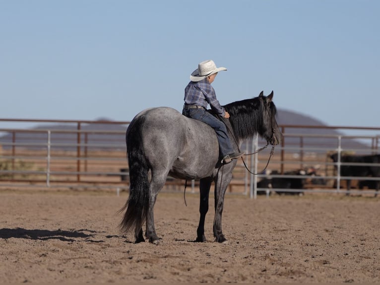 Quarter Pony Gelding 4 years 13,3 hh Roan-Blue in Aguila