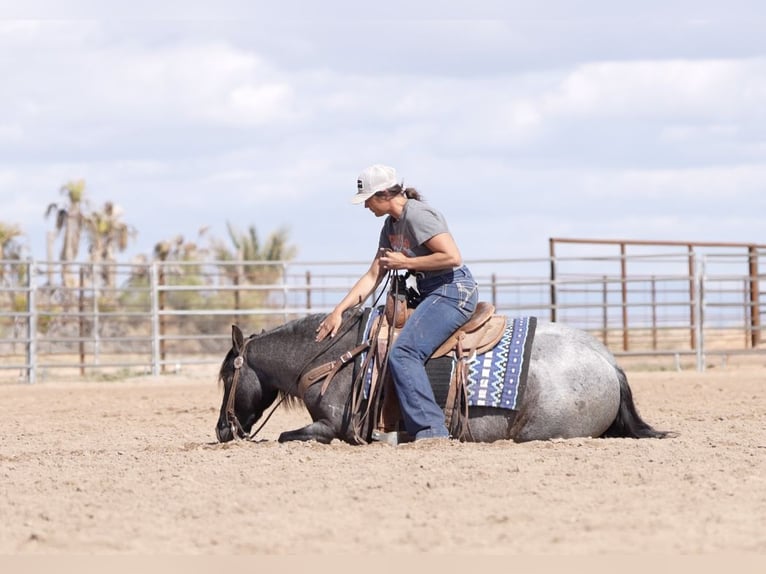 Quarter Pony Gelding 4 years 13,3 hh Roan-Blue in Aguila