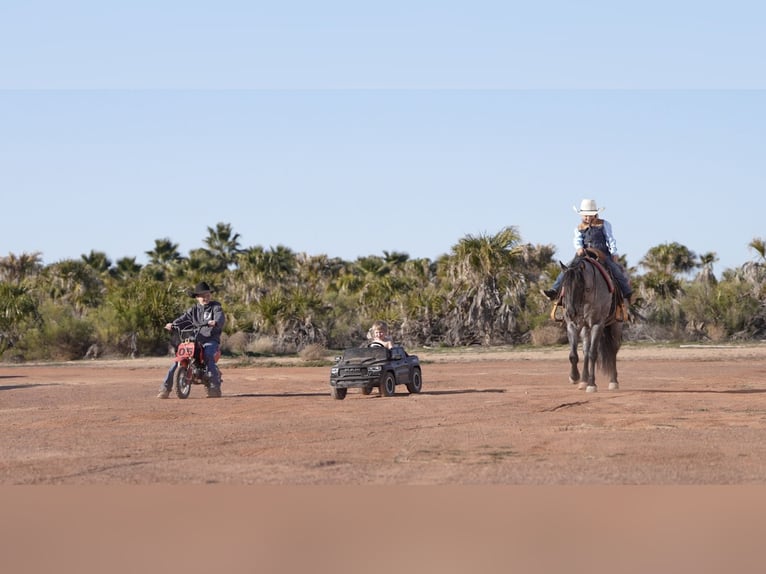 Quarter Pony Gelding 4 years 13,3 hh Roan-Blue in Aguila