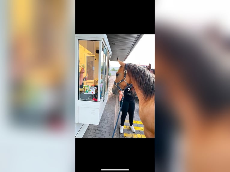 Quarter Pony Gelding 4 years 14,1 hh Buckskin in Stadthagen