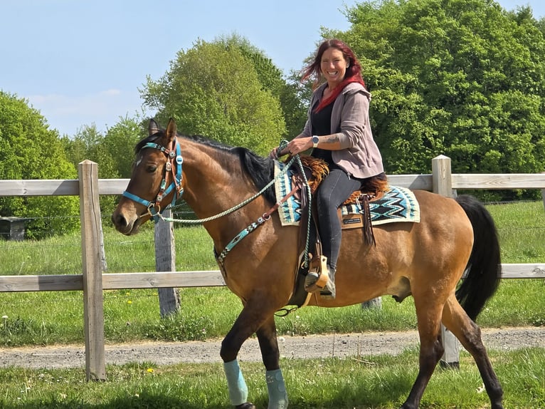 Quarter Pony Mix Gelding 4 years 14.3 hh Brown in Linkenbach