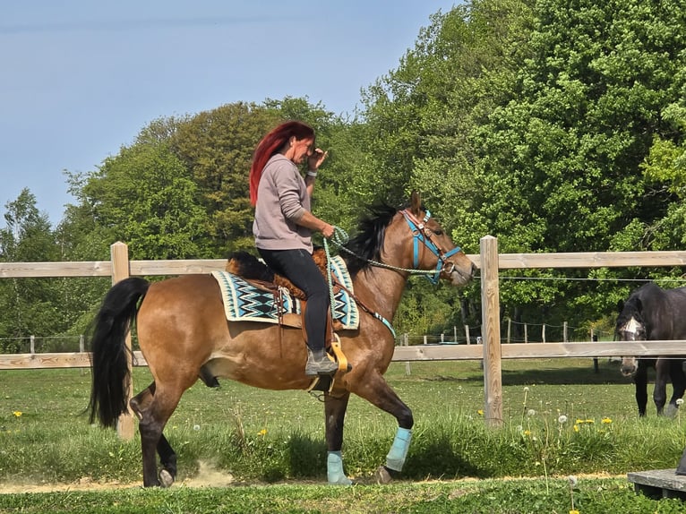 Quarter Pony Mix Gelding 4 years 14.3 hh Brown in Linkenbach