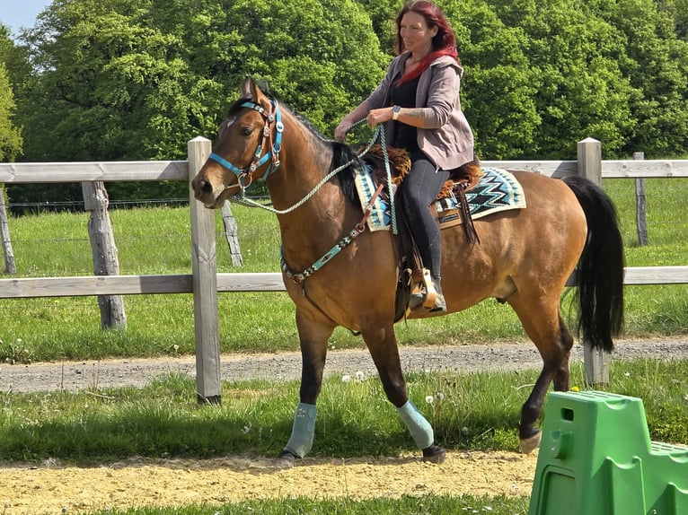 Quarter Pony Mix Gelding 4 years 14.3 hh Brown in Linkenbach