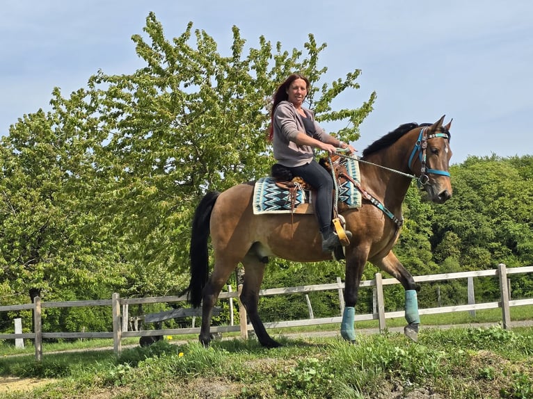 Quarter Pony Mix Gelding 4 years 14.3 hh Brown in Linkenbach