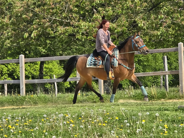 Quarter Pony Mix Gelding 4 years 14.3 hh Brown in Linkenbach