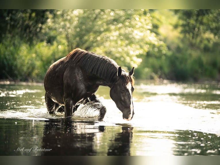 Quarter Pony Mix Gelding 4 years 14 hh Black in Bad Salzdetfurth