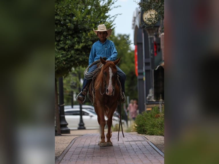 Quarter Pony Gelding 4 years 14 hh Sorrel in Joshua, TX