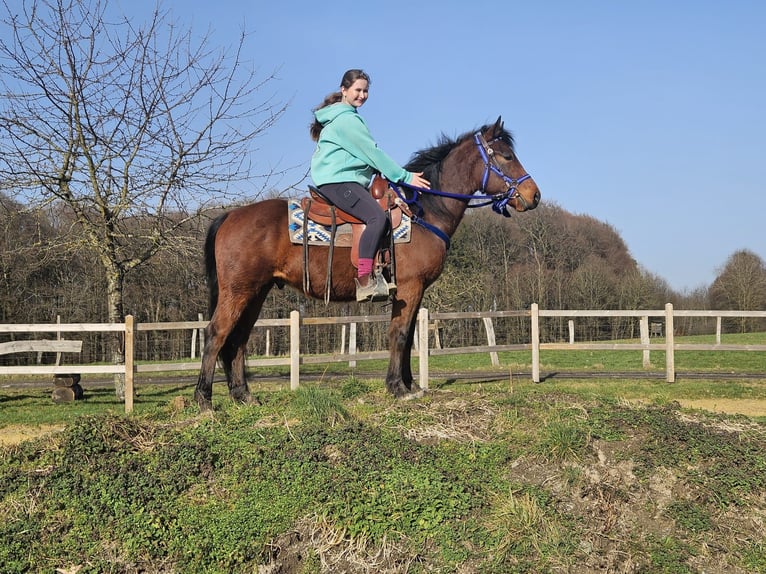 Quarter Pony Gelding 4 years 14,1 hh Brown in Linkenbach