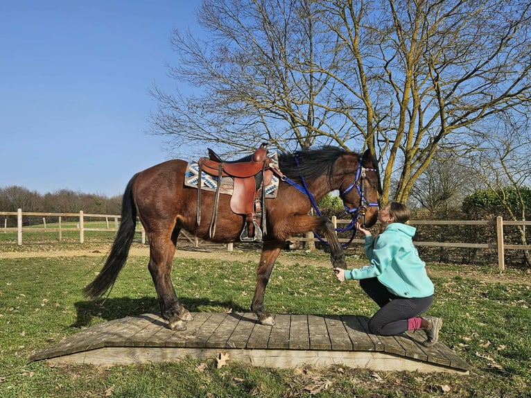 Quarter Pony Gelding 4 years 14,1 hh Brown in Linkenbach