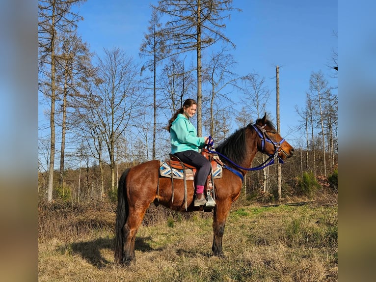 Quarter Pony Gelding 4 years 14,1 hh Brown in Linkenbach