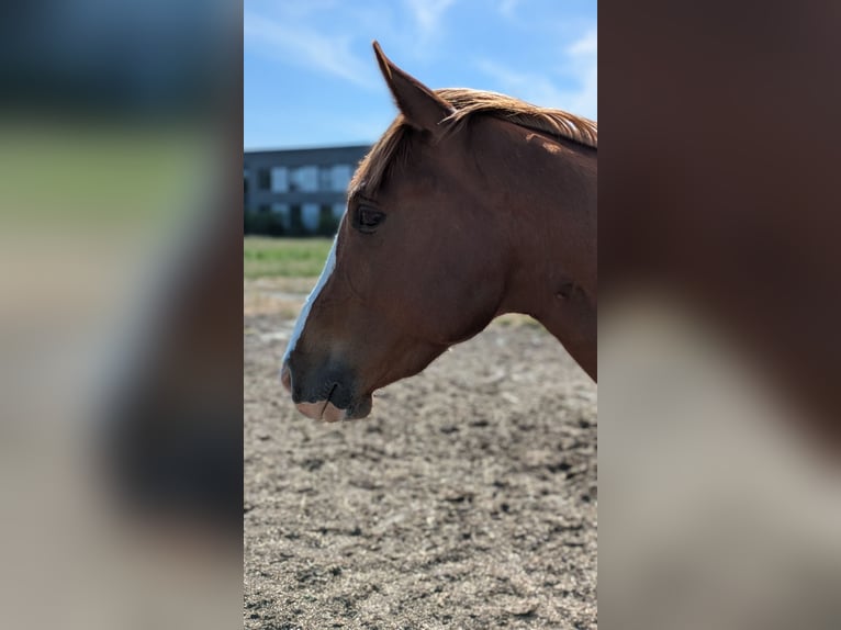 Quarter Pony Gelding 4 years 14,1 hh Chestnut-Red in Tarmstedt