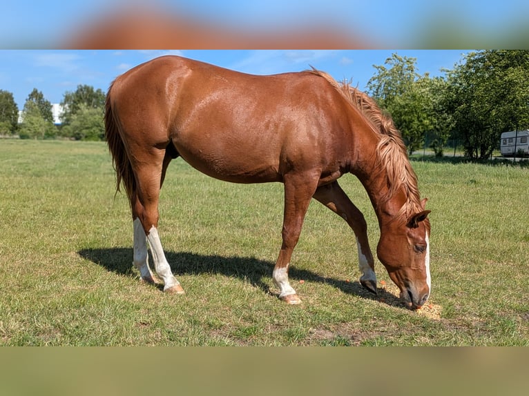 Quarter Pony Gelding 4 years 14,1 hh Chestnut-Red in Tarmstedt