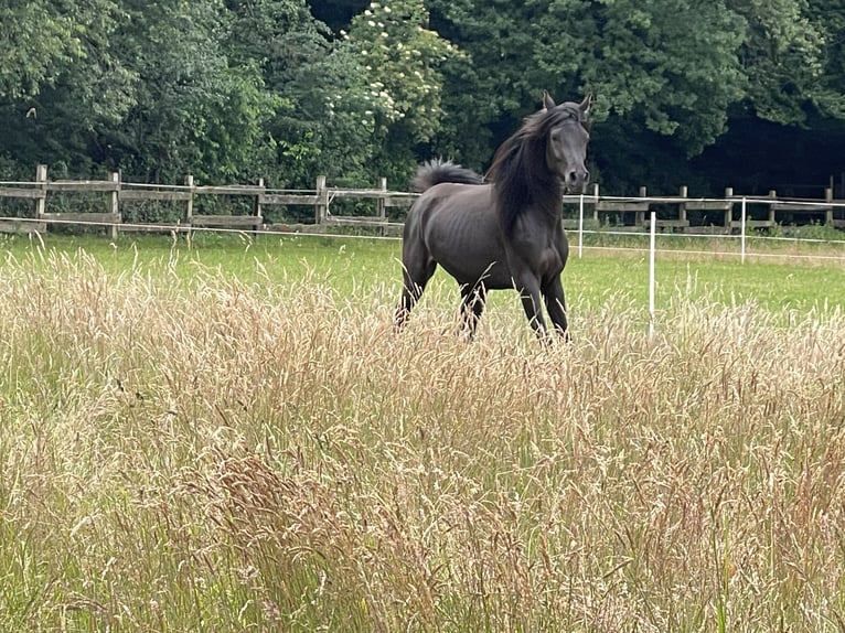Quarter Pony Mix Gelding 4 years 15,1 hh Black in Essen