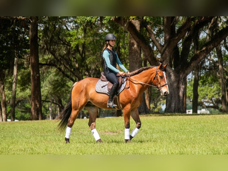 Quarter Pony Gelding 4 years Bay in Ocala